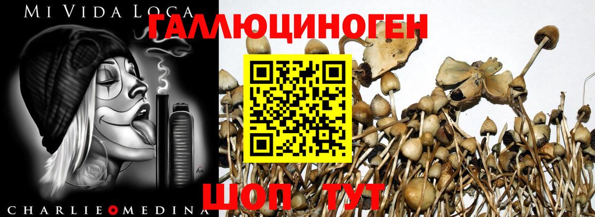 Усолье-Сибирское  Псилоцибиновые грибы Psilocybe  Вход с VPN 